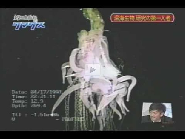 Flying Spaghetti Monster Giant Siphonophore Bioluminescent Deep Sea Siphonophore