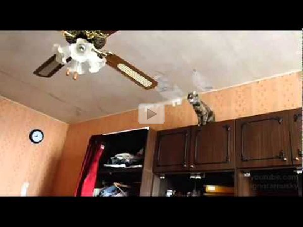 Cat Ceiling Fan Jump Fail