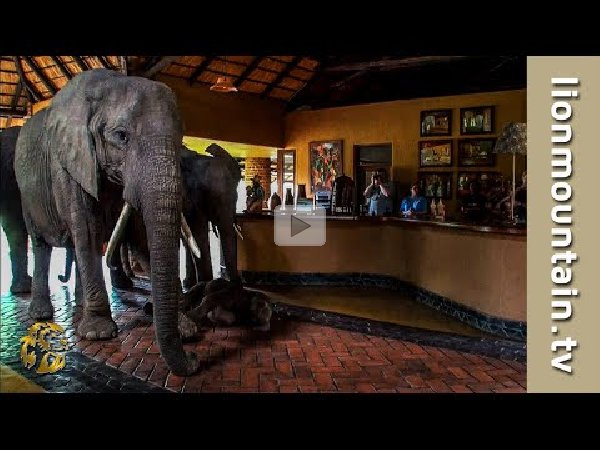 the elephants that came